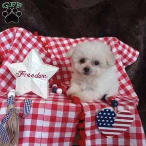 Callie, Bichon Frise Puppy